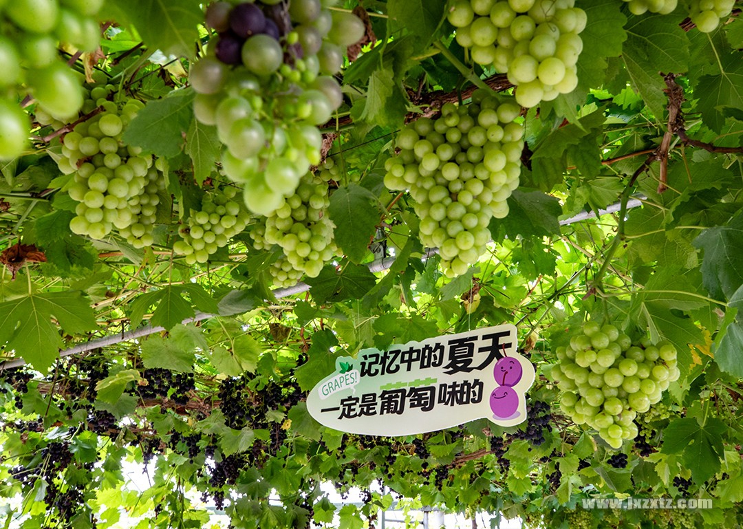 《夏天是带葡萄味的》 邹爱国摄 13970920820 .jpg